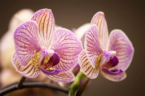 Orchids as Artistic Inspiration: The Magic of Phalaenopsis Blooms